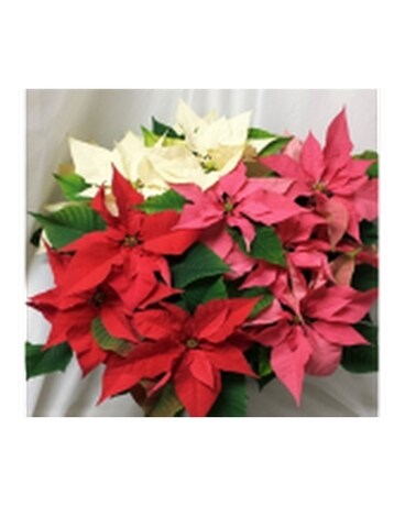 Tricolor Poinsettia