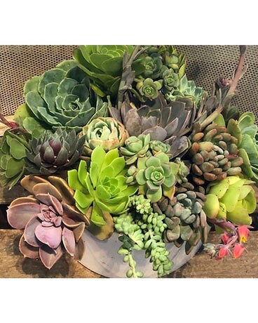 Succulents - Call for availability Flower Arrangement