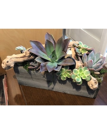 Succulent and Vine, please call to order in advanc Flower Arrangement