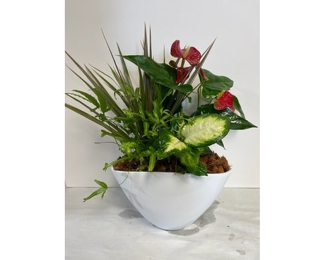 Tropical Planter Dish Garden Plant