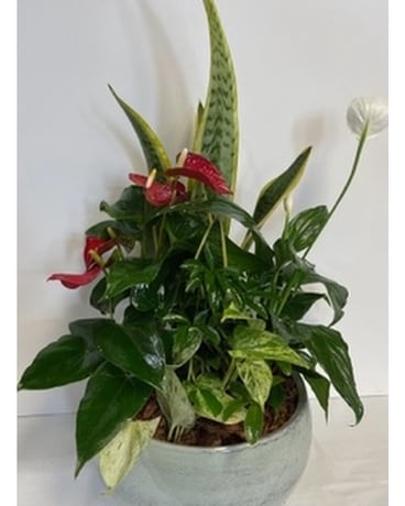 Tropical Planter Dish Garden Plant