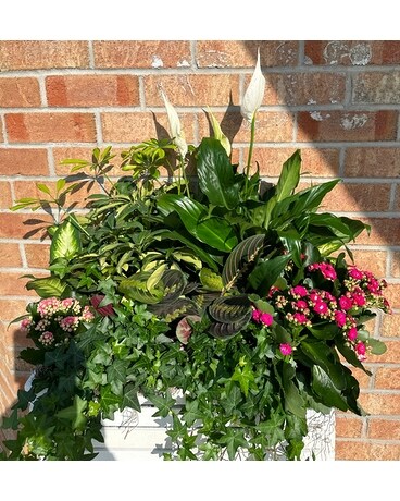 Large Wooden Crate Planter Dish Garden Plant