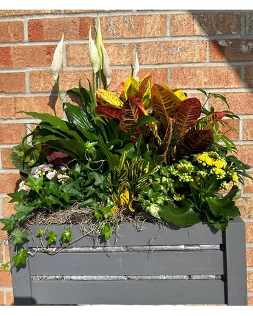 Gray Wooden Crate Planter Dish Garden Plant
