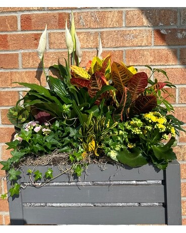 Gray Wooden Crate Planter Dish Garden Plant
