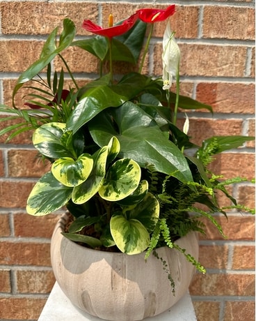 XL Cream Anthurium Planter Dish Garden Plant