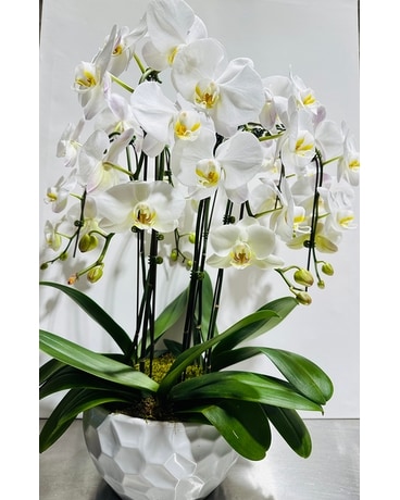 Orchid Planter Specialty Arrangement