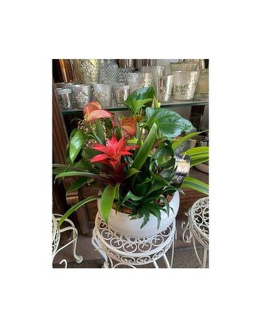 Exotic Mixed Planter Dish Garden Plant