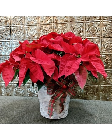 Red poinsettia Flower Arrangement