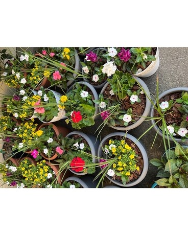 Blooming basket Flower Arrangement