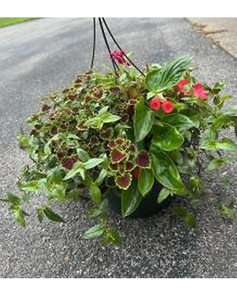 Mixed hanging baskets filled with annual plants in Glasgow KY - Greer's  Florist