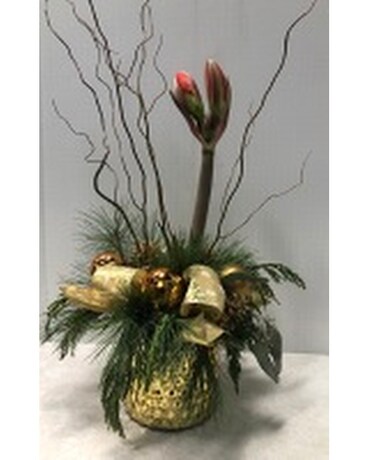 Golden Amarylis Plant