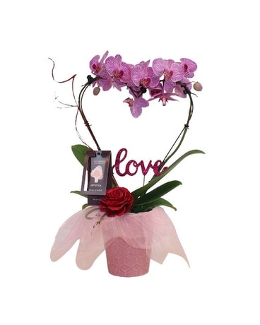 My Valentine Orchid Heart Plant Plant