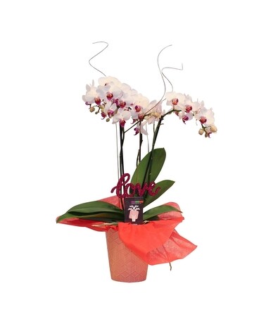 Valentine's Orchid Plant Plant