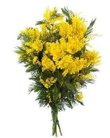 Mimosa Bouquet Flowers