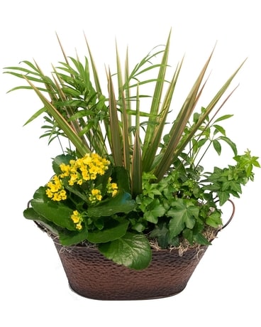 Eternal Summer Garden Plant