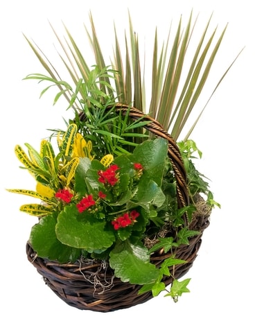Kew Gardens Plant
