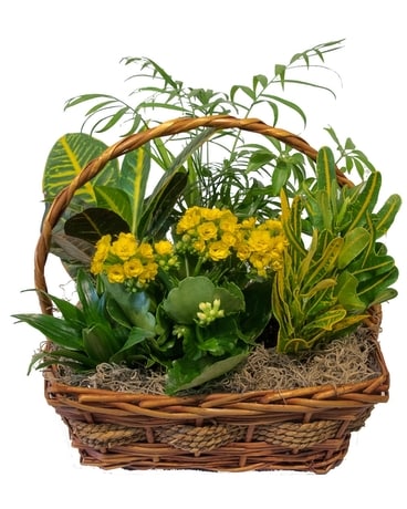 Royal Botanic Garden Plant