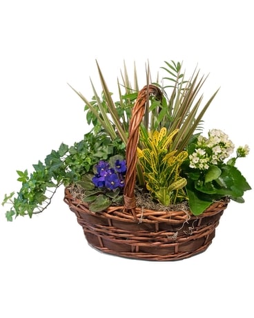 Garden Basket Plant