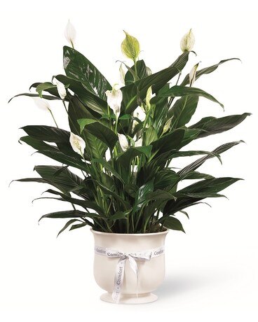 The FTD® Comfort Planter