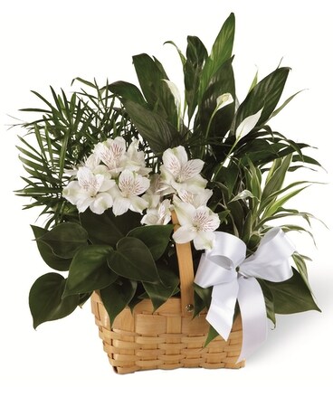 The FTD® Peace & Serenity™ Dishgarden