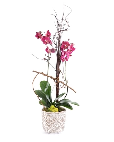 Orchid Whimsey Flower Arrangement