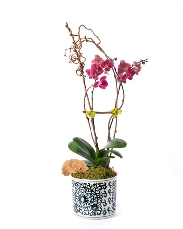 Orchid on the Riviera Flower Arrangement