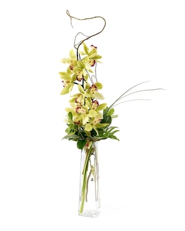 Jessie Special Cymbidium Orchid Flower Arrangement