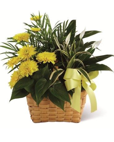 Loving Light Dishgarden Flower Arrangement