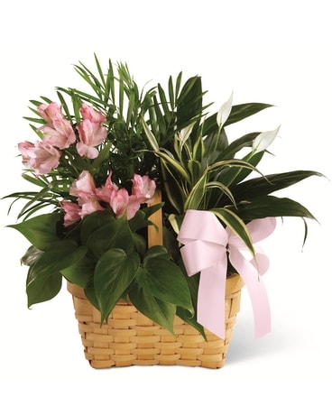 Living Spirit Dishgarden Flower Arrangement