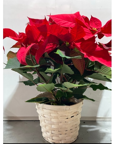 Poinsettia in White Wicker Basket Flower Arrangement