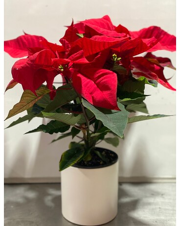 Poinsettias with ceramic Flower Arrangement