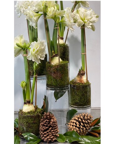 White Amaryllis Joy Flower Arrangement