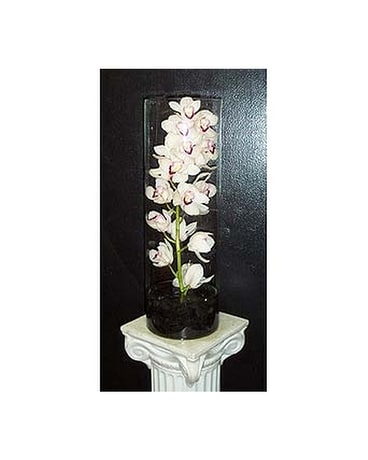 Cymbidium Orchid In Glass Vase In Long Island City Ny Fellan Florist