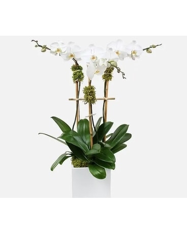 Triple Stem White Orchid Plant Flower Arrangement