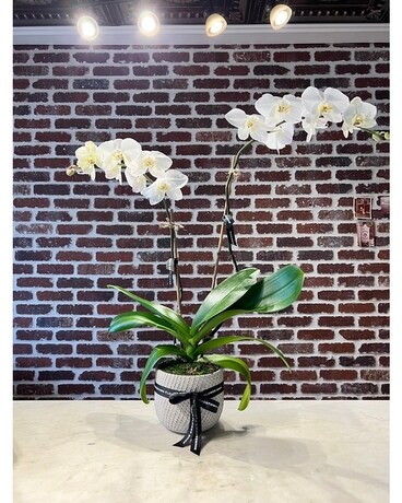 Doubled Stem White Premium Orchid Plant Flower Arrangement