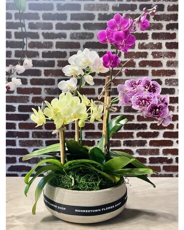 MINI ORCHIDS GARDEN Flower Arrangement