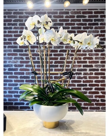 6 Stem Premium Orchid Plant Flower Arrangement