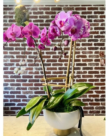 3 Stem Premium Orchid Plant Flower Arrangement