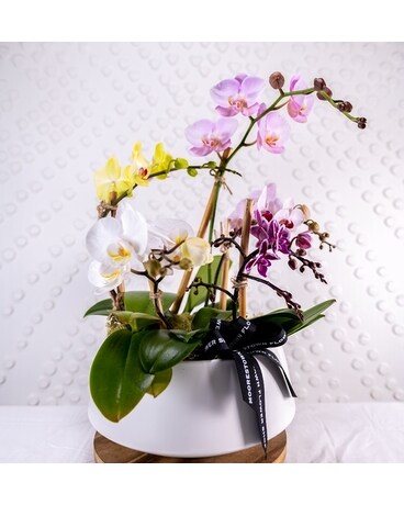 MINI ORCHIDS GARDEN Flower Arrangement