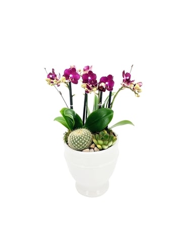 Orchid in Bloom Plant