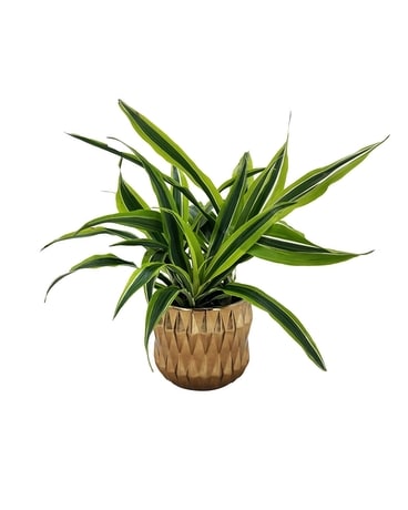 Lemon Lime Dracaena Plant