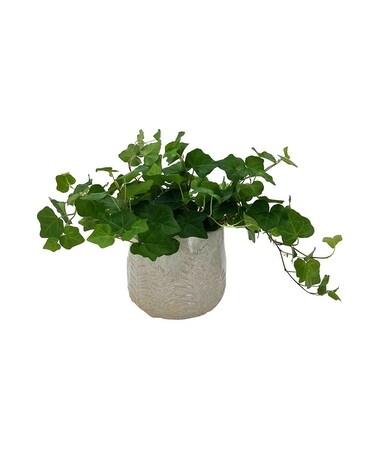 Green IVY Plant