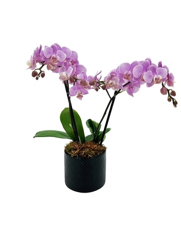 3 Inch Phalaenopsis Orchid Plant