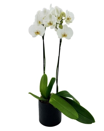 5 inch Phalaenopsis Orchid Plant