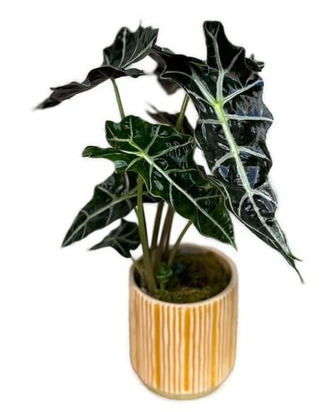African Mask Plant