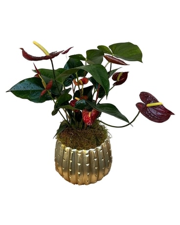Anthurium Plant