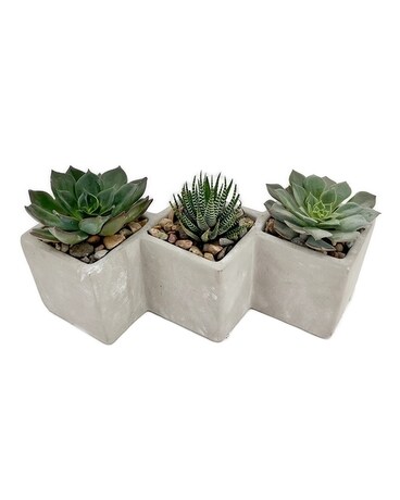 Succulent squares Plant