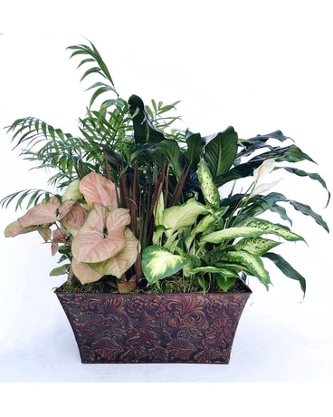 Elegant European Garden Plant