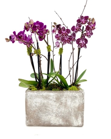 Phalaenopsis Orchid Flower Arrangement