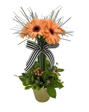 Gerber Daisy Topiary Flower Arrangement
